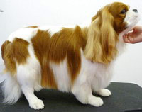 Picture of Gorgeous Banksy CKCS Cavalier King Charles Spaniel 
