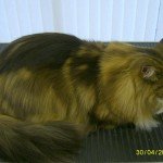 Anneka After Grooming