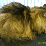 Anneka Before Grooming