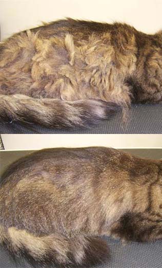Domestic Short-Haired - Full Cat Grooming With Moisturising Shampoo