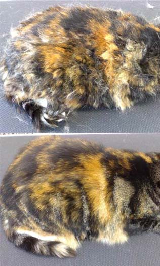 Tortoiseshell Feline - Full Cat Grooming, Wet Bath With Conditioning Shampoo