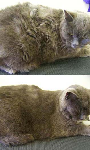 British Short-Haired - Full Cat Grooming With Pet Esthe Spa Shampoo