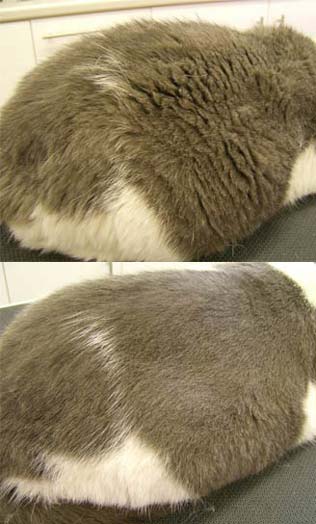 British Short - After Full Cat Grooming With Conditioning, Wet Bath & Blow Dry