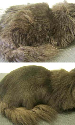 Kassie - After Full Cat Grooming With Colour Enhancing Pet Esthe Shampoo