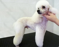 Chappy Poodle - Sporty Hair Style