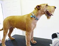 Picture of Freddy - Irish Terrier