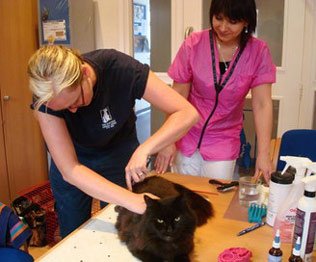 Picture of Mayhew Animal Home Students Practicint