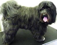 Oscar - Tibetan Terrier