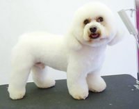 Shay Bichon Frise