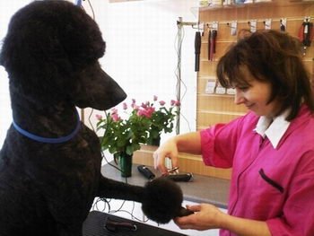 Svetlana gives the full treatment to Woody the poodle pic2