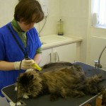 Cat Grooming School Student - Louisa McCarthy