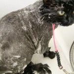 Wet Bath with Shampoo