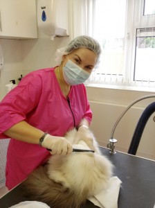 Ruth Quinn on the Basic Cat Grooming Course at Pet Universe