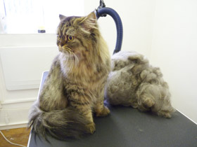 Cat After Grooming