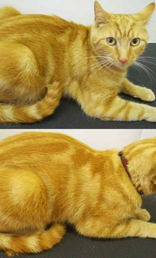 Ginger Short-Haired Cat After Colour Enhancing Pet Esthe Shampoo Treatment