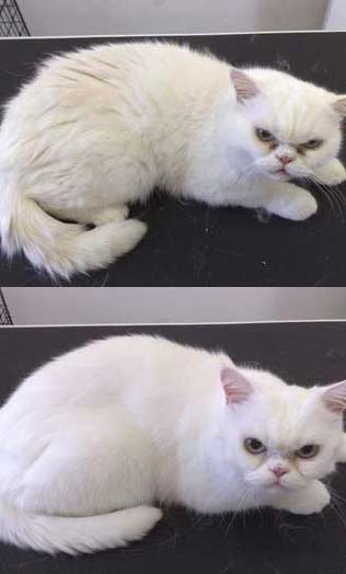 Exotic White Cat After Pet Esthe Whitening Shampoo Treatment