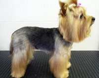 Fifa - Yorkshire Terrier Modern Hair Style